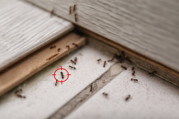 Best Best Pest Control Companies  in Wyandotte, MI