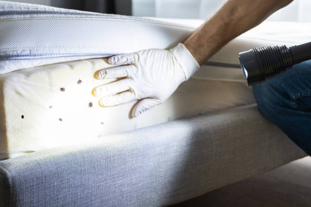 Best Termite Control Services  in Wyandotte, MI